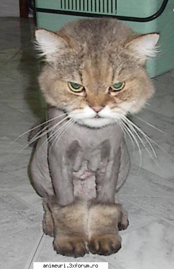 poze amuzante pisici pisica tunsa caine     MODERATOARE