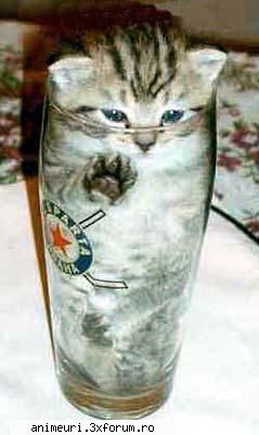 poze amuzante pisici     pisica pahar     MODERATOARE