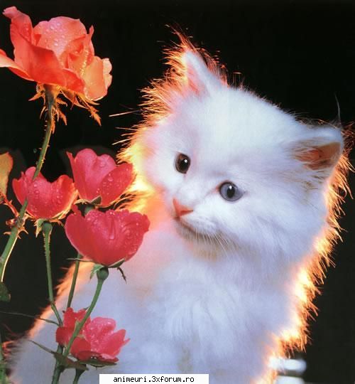 si asta: felinele in top