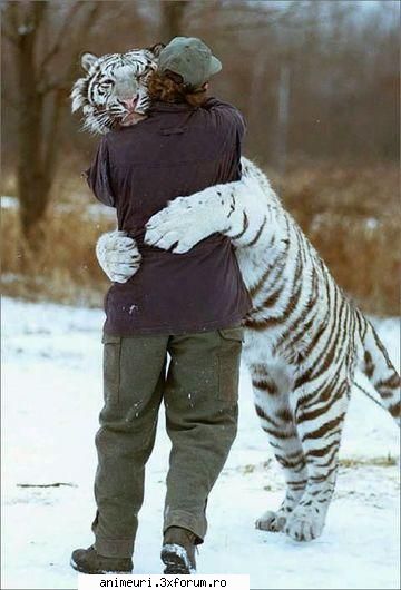 poze amuzante tigrii