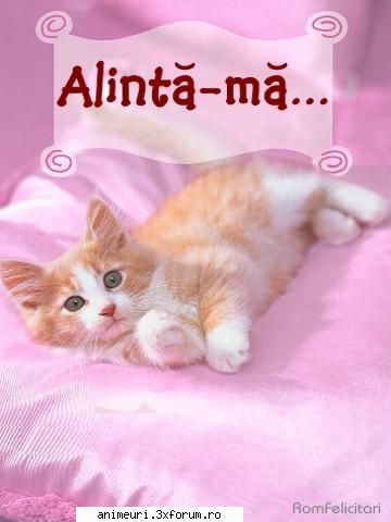 Felinele in top - Aici ve-ti posta diferite imagini cu feline - poze cu animale amuzante