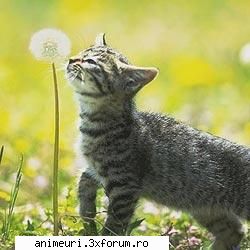 Felinele in top - Black kittycat - poze cu animale amuzante
