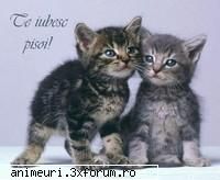 Felinele in top - Black kittycat - poze cu animale amuzante