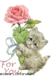Felinele in top - layla - poze cu animale amuzante