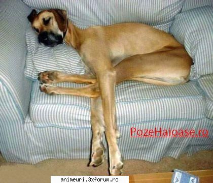 poze amuzante cu catei - layla - poze cu animale amuzante