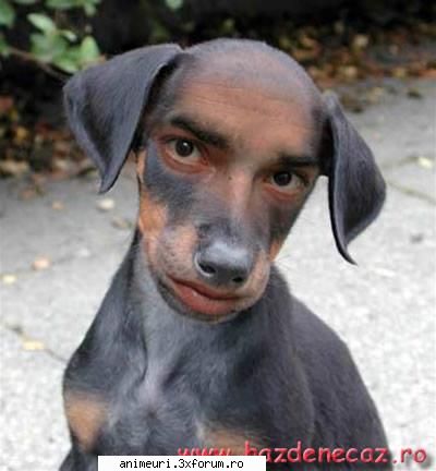 poze amuzante cu catei - caine cu fata de om ;) ;) - poze cu animale amuzante