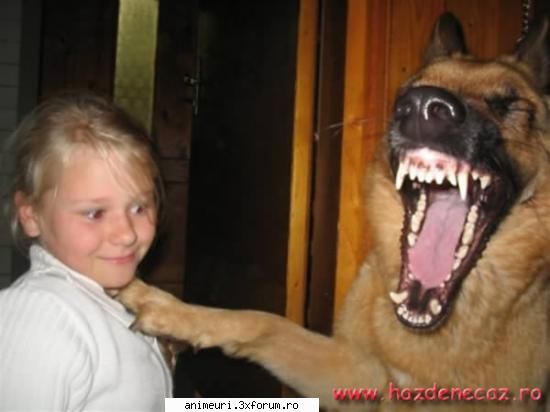 poze amuzante cu catei - rade cainele de om :D :D :D - poze cu animale amuzante