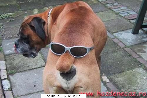 caine cu doua fete hahahahaha :limba:  :limba:  :limba: poze amuzante cu catei