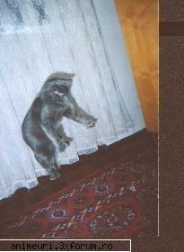 poze amuzante cu pisici - aaaaaaaaaaaaaaa - poze cu animale amuzante