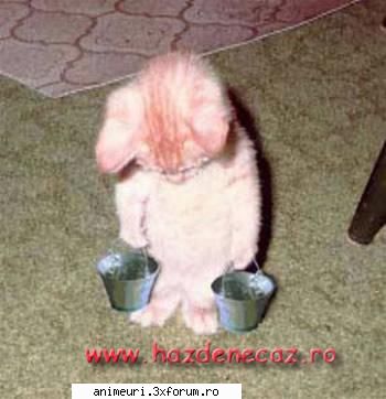 :wink2:  :wink2: poze amuzante cu pisici