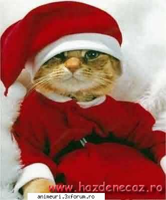 :wink2:  :wink2: poze amuzante cu pisici
