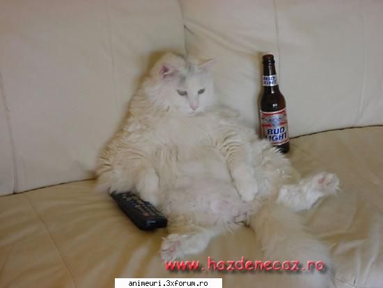 :zzz:  :zzz: pisica beata
 :limba: poze amuzante cu pisici