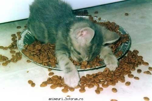 pisica somnoroasa :zzz:   :zzz: poze amuzante cu pisici
