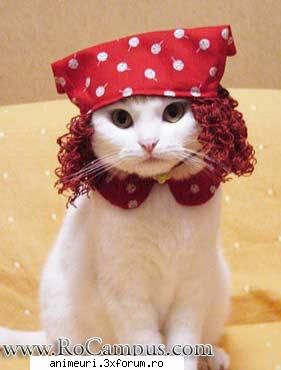 poze amuzante cu pisici - Black kittycat - poze cu animale amuzante