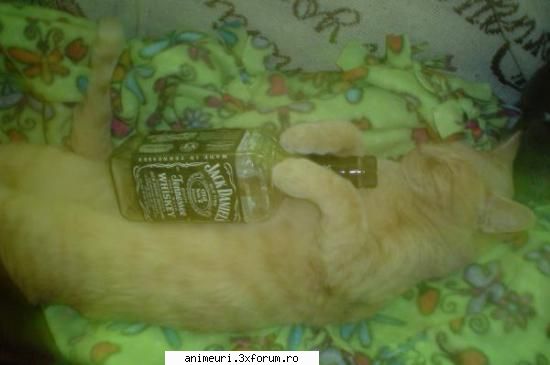 poze amuzante cu pisici - Black kittycat - poze cu animale amuzante